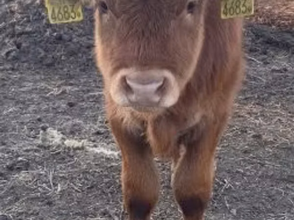 Bou, Vaca Limousine — Ungaria