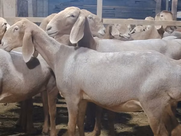 Ram, Arashan sheep — Kyrgyzstan
