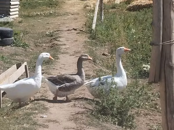 Geese — Kyrgyzstan