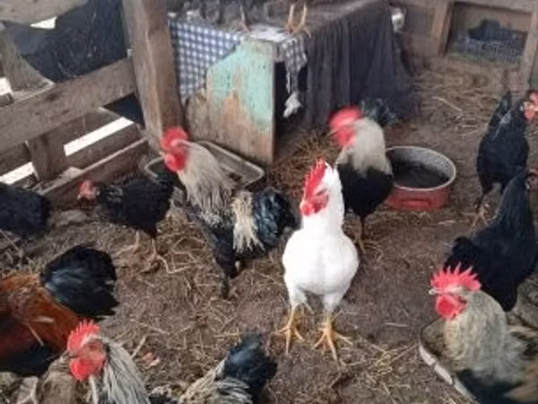 Chickens — مجارستان