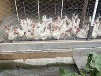 Leghorn — sawirka 8