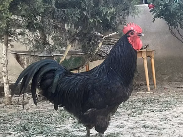 Chickens — جمهوری آذربایجان