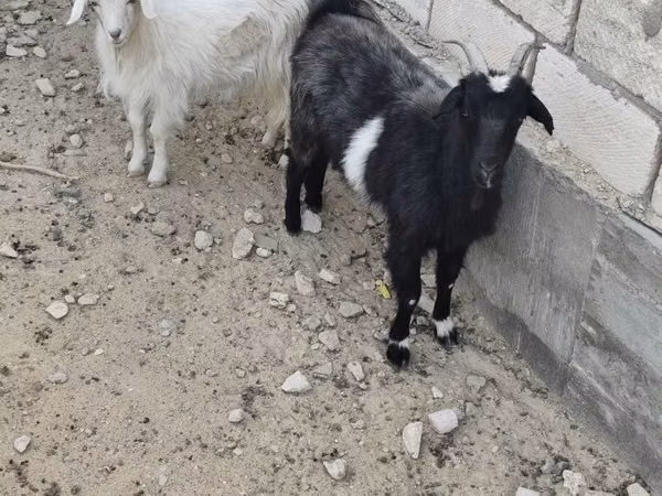 بز ماده, بز — قزاقستان