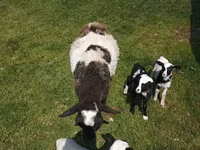 Ram, Sheep — photo 8