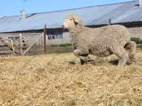Ram, Sheep — photo 3