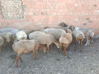 قوچ, Arashan sheep — عکس 3