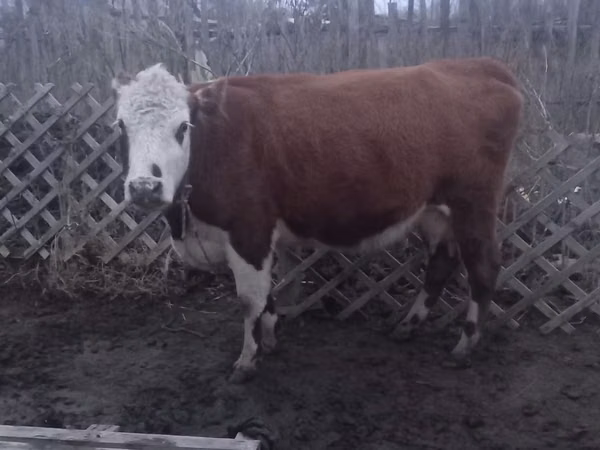 Cow, Latvian Blue cattle — Kazakhstan