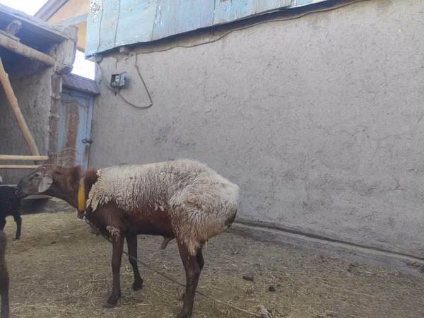 የጎትት አውራ በግ, Arashan sheep — ኡዝቤኪስታን
