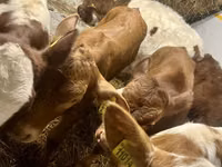 Mucca, Bovini — foto 1