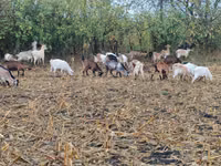 Cabra, Cabras — foto 4