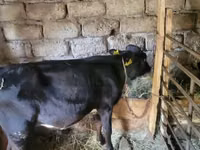 公牛, Cattle — 照片 3