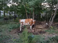 Cow, Cattle — photo 1