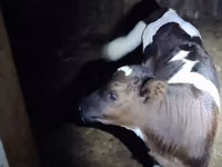 公牛, Cattle — 照片 3