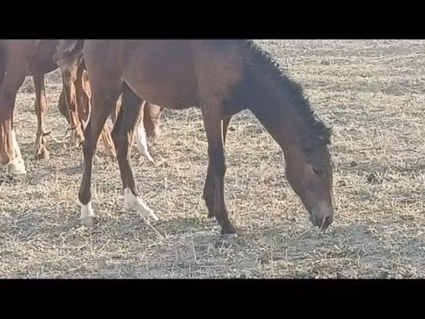 Horse (M), Horses — Kazakhstan