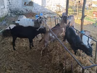 Billy Goat, Nubian Goat — photo 1