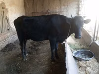 Vaca, Bovinos — foto 2