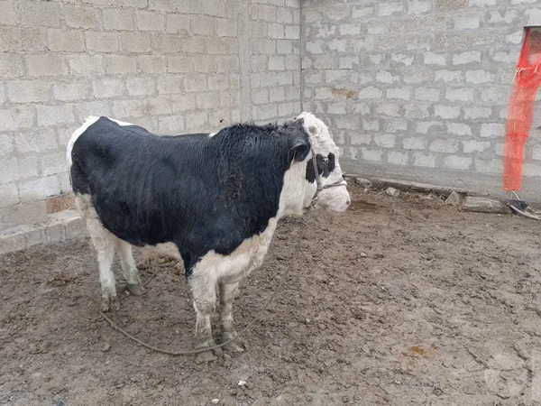 Toro, Simmental cattle — Uzbekistan