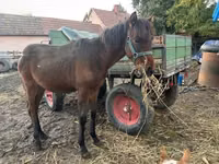 Kuda jantan, Horses — foto 2