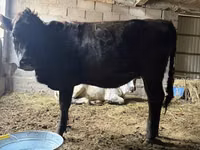 Krowa, Swiss cattle — zdjęcie 3