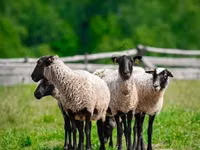 Ovan, Romanov sheep — fotografija 2