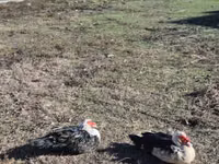Ducks — புகைப்படம் 2