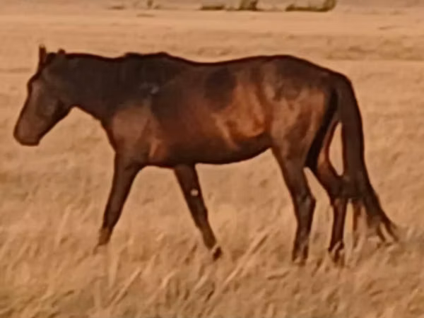 घोड़ा, Kazakh horse — कज़ाखस्तान