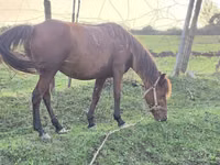 Φοράδα, Azerbaijan horse — φωτογραφία 3