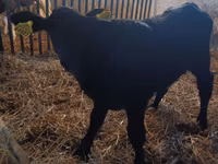 Lembu betina, Limousin cow — foto 1