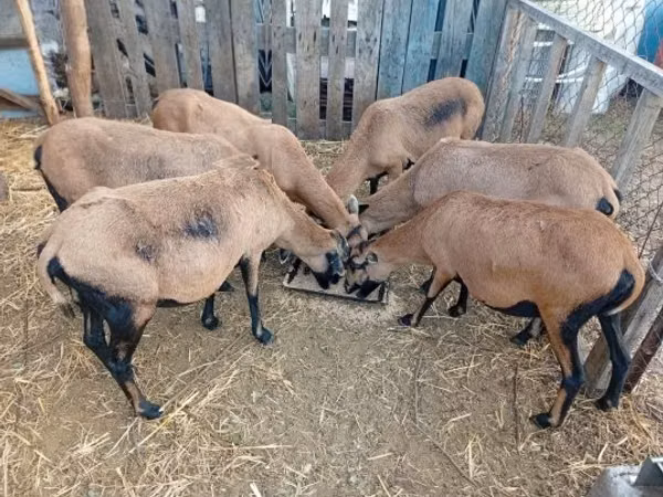 Schaf, Cameroon sheep
