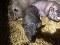 หมูป่าตัวผู้ — รูปภาพ 1