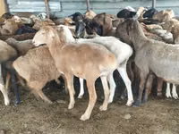 Ram, Sheep — photo 3