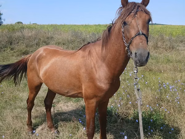 Horse (M), Horses — Moldova