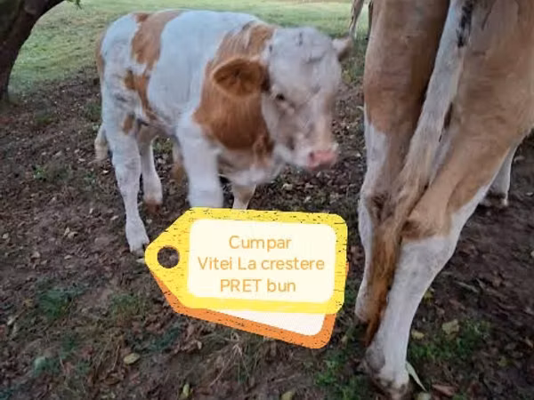 Bull, Simmental cattle