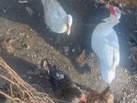 Ducks — ছবি 3