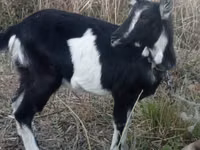 ஆண் வெள்ளாடு, Alpine goat — புகைப்படம் 3