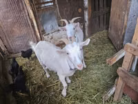 Goat, Saanen goat — photo 1
