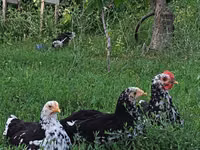 Chickens — sawirka 5