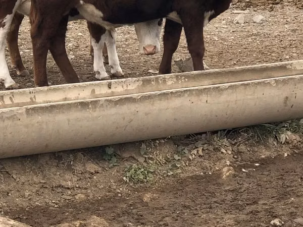 Bull, Hereford — Kazakhstan