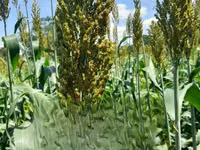 Fodder Mabrouk Sudan Grass — फ़ोटो 4
