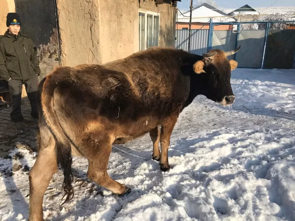 گاو ماده, Latvian Blue cattle — قزاقستان