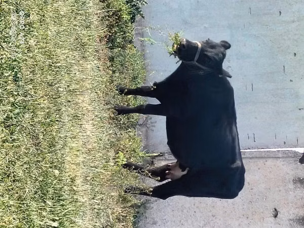 Krowa, Latvian Blue cattle — Kazachstan