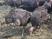 Turkeys — фото 1