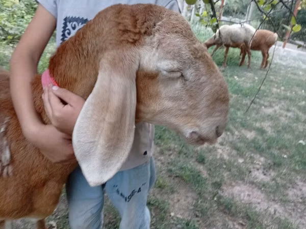 قوچ, Arashan sheep — قرقیزستان