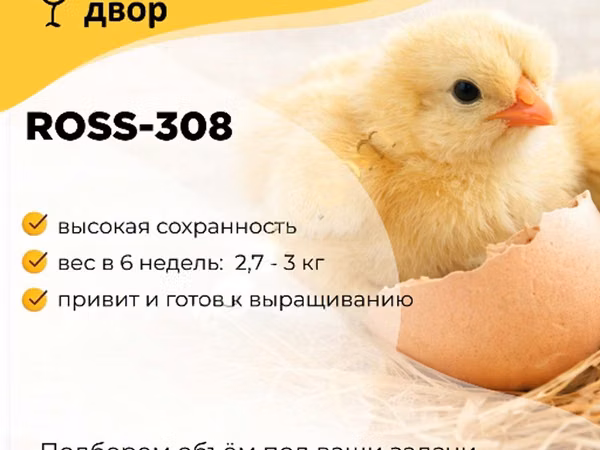 Ross 308 — Russia