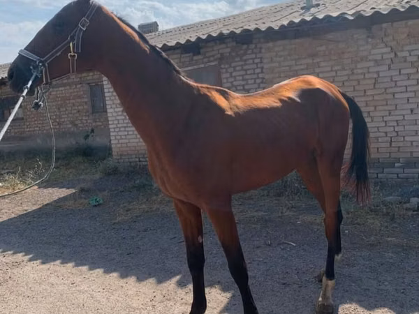 Horse (M), Horses — Kyrgyzstan