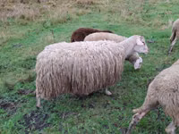 میش, Assaf sheep — عکس 3
