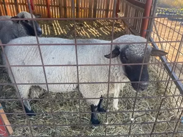 Ram, Shroshire sheep — Hungary
