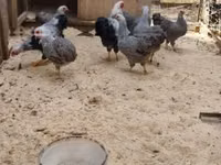 وياندوت — الصورة 3