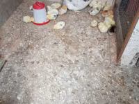 Chickens — عکس 3