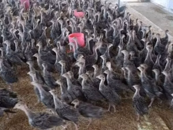 Turkeys — Azerbaijan